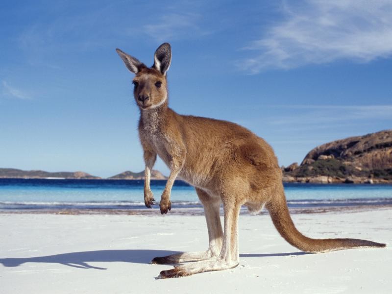 O que é Necessário para Intercâmbio na Austrália?